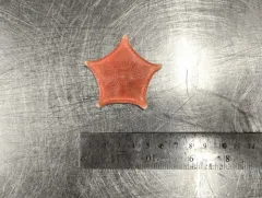 Ceramaster granularis thumbnail 3
