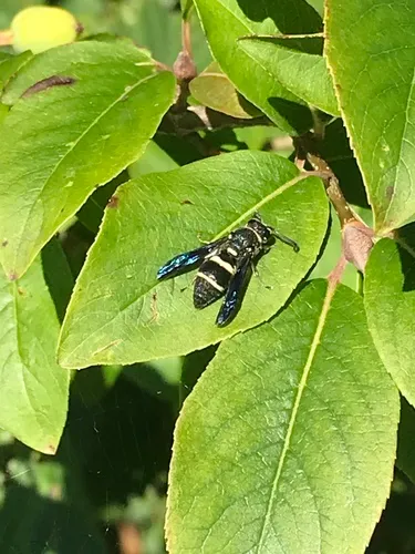 Euodynerus megaera