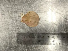 Icelandic Scallop thumbnail 2