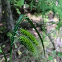 Cyperus Sedge thumbnail 1