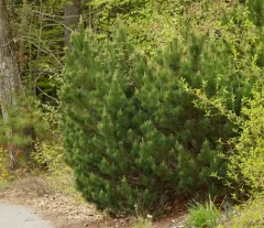 mountain pine thumbnail 3