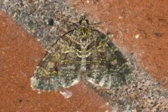 Hydriomena quinquefasciata thumbnail 3