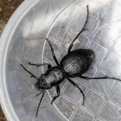 Audouin's Night-stalking Tiger Beetle thumbnail 3