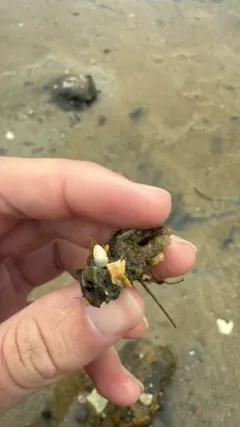 Plumed Worm thumbnail 2