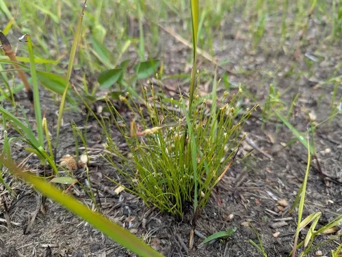 Clinton's Bulrush
