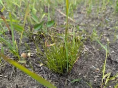 Clinton's Bulrush thumbnail 1