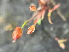 kellogg's dwarf rush thumbnail 2