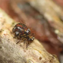 Vesicephalus occidentalis thumbnail 3
