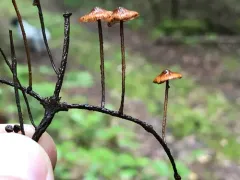 Crinipellis campanella thumbnail 3