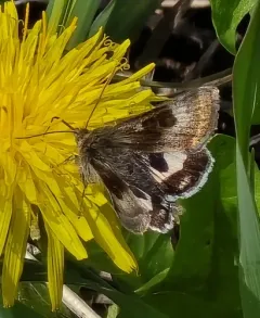 Oregon Gem Moth thumbnail 4