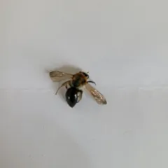 Rufous-backed Cellophane Bee thumbnail 3