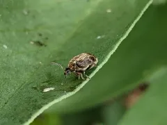 Broadbean Weevil thumbnail 4