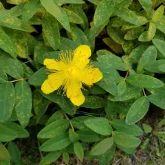 Rose-of-sharon thumbnail 2
