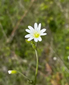 large field chickweed thumbnail 4