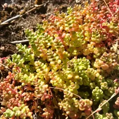 Pacific stonecrop thumbnail 1