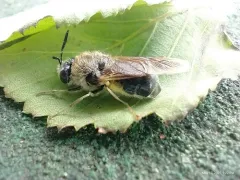 Stratiomys adelpha thumbnail 3