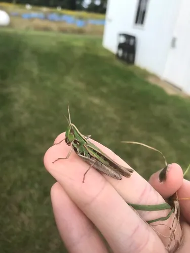 Admirable Grasshopper