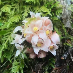 gnome plant thumbnail 1