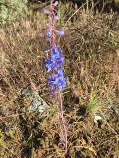 Anderson's larkspur thumbnail 2