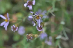 Steniolia tibialis thumbnail 2