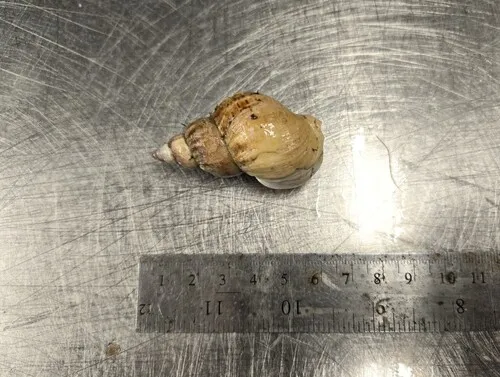 Buccinum fragile