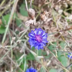 Cornflower thumbnail 4