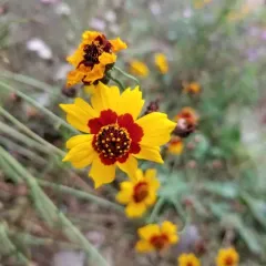 plains coreopsis thumbnail 4