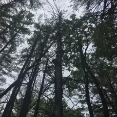 eastern white pine thumbnail 2