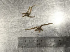Ophiacantha bidentata thumbnail 4