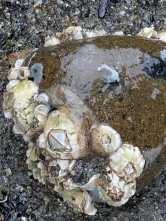 Notocomplana acticola thumbnail 4