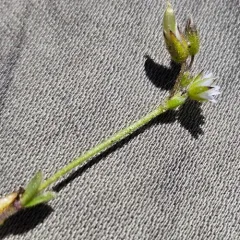 Little Mouse-ear thumbnail 4