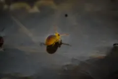 Sminthurides bifidus thumbnail 4