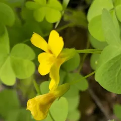 Suksdorf's woodsorrel thumbnail 4