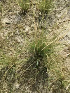 nuttall's alkali grass thumbnail 3