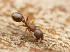 Temnothorax rudis thumbnail 3