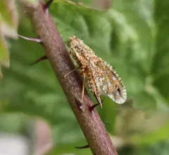 Paracantha gentilis thumbnail 2