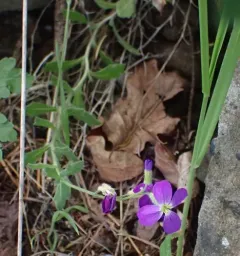 purple rock cress thumbnail 3