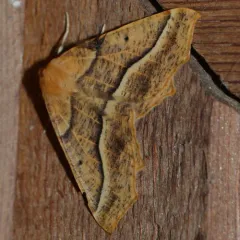 Tetracis pallulata thumbnail 2