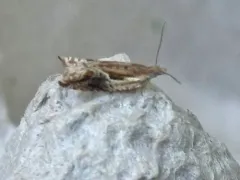 Ancylis brauni thumbnail 2