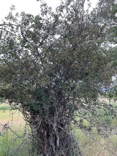 Pale Serviceberry