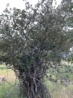 Pale Serviceberry thumbnail 1