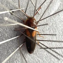 Areolate Click Beetle thumbnail 4