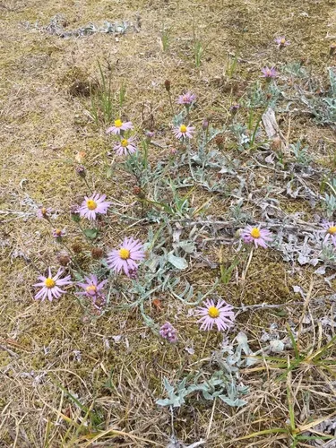 California Aster