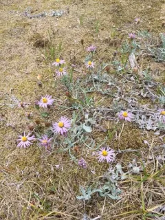 California Aster thumbnail 1