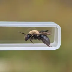 Carlin's Mining Bee thumbnail 3