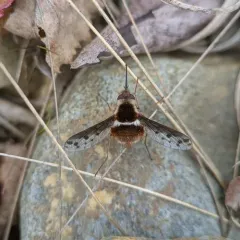Pygmy Bee Fly thumbnail 4