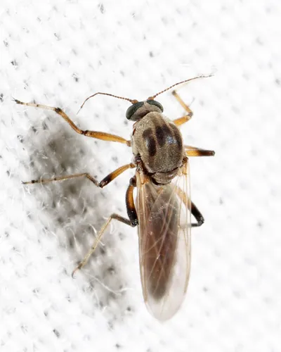 Palpomyia lineata