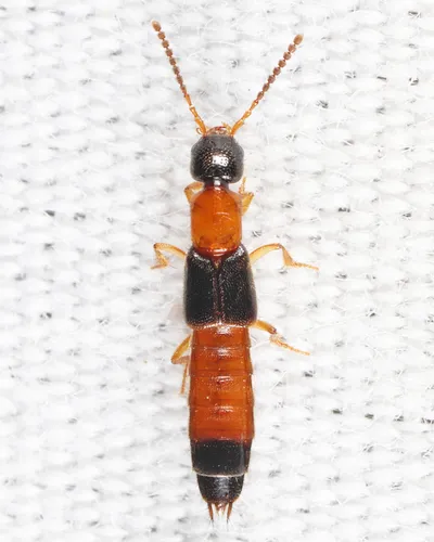 Neobisnius jocosus