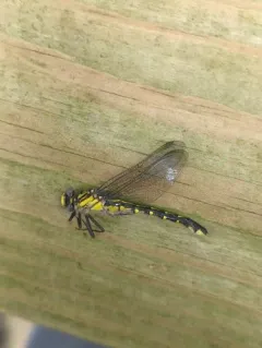 Spine-crowned Clubtail thumbnail 4