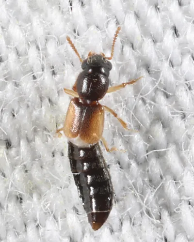 Bledius emarginatus